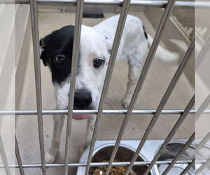Border Collie-Unknown Mix Dogs for adoption in Decatur, IL, USA