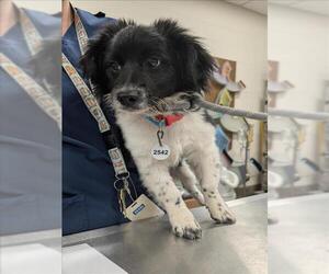 Border Collie-Cocker Spaniel Mix Dogs for adoption in Forestville, MD, USA