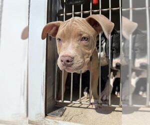 American Pit Bull Terrier-Unknown Mix Dogs for adoption in Oklahoma City, OK, USA
