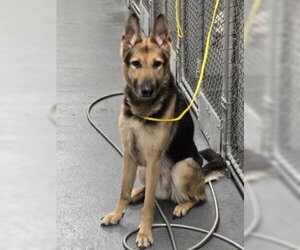 German Shepherd Dog Dogs for adoption in Glen Allen, VA, USA