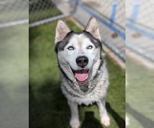 - Mix Dogs for adoption in Downey, CA, USA