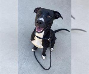 Labrador Retriever-Unknown Mix Dogs for adoption in Palmetto, FL, USA