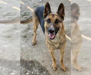 German Shepherd Dog Dogs for adoption in Riverside, CA, USA