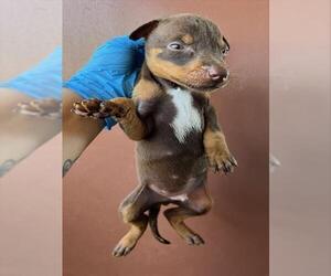 Doberman Pinscher Dogs for adoption in Norco, CA, USA