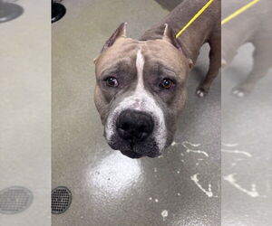 American Bulldog-Unknown Mix Dogs for adoption in Las Vegas, NV, USA