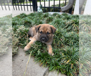 Border Collie Dogs for adoption in Holly Springs, NC, USA