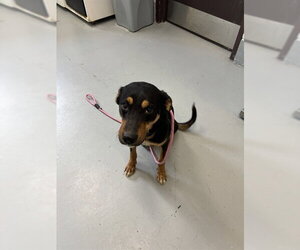 Mutt Dogs for adoption in Corpus Christi, TX, USA