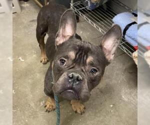 French Bulldog Dogs for adoption in St Louis, MO, USA