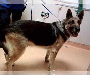 German Shepherd Dog Dogs for adoption in Martinez, CA, USA