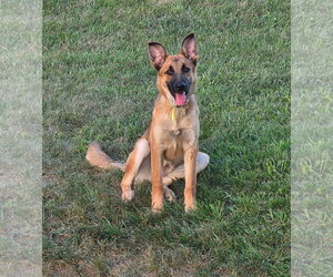 German Shepherd Dog Dogs for adoption in Bloomingdale, NJ, USA