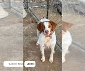 Brittany Dogs for adoption in Curwensville, PA, USA