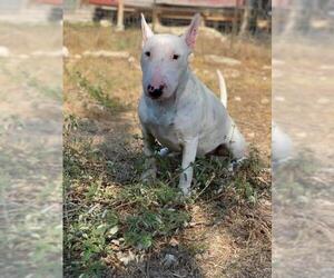 Bull Terrier Dogs for adoption in Oak Bluffs, MA, USA