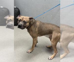 American Pit Bull Terrier-Unknown Mix Dogs for adoption in Las Vegas, NV, USA