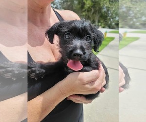 Chihuahua-Unknown Mix Dogs for adoption in Valrico, FL, USA