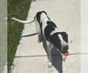 Mutt Dogs for adoption in San Antonio, TX, USA