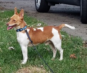 Jack Chi Dogs for adoption in Buffalo, NY, USA