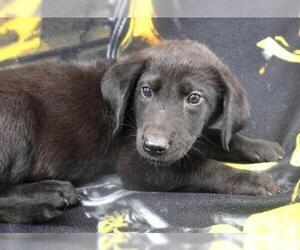 Mutt Dogs for adoption in Thief River Falls, MN, USA