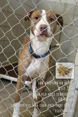 Mutt Dogs for adoption in BOSSIER CITY, LA, USA