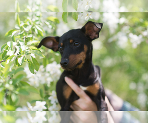 American Rat Pinscher Dogs for adoption in Flora, IL, USA