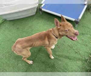 Australian Kelpie-Unknown Mix Dogs for adoption in Waco, TX, USA