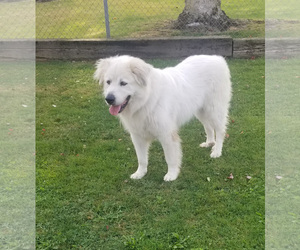 Great Pyrenees-Unknown Mix Dogs for adoption in Bow, WA, USA