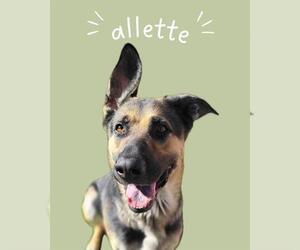 German Shepherd Dog Dogs for adoption in West Valley, UT, USA