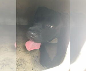 American Pit Bull Terrier Dogs for adoption in West Palm Beach, FL, USA