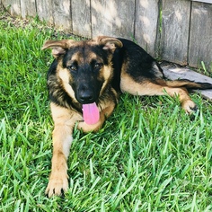 German Shepherd Dog Dogs for adoption in Houston, TX, USA