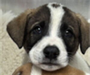 Saint Bernard-Unknown Mix Dogs for adoption in Rancho Cucamonga, CA, USA