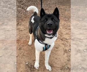 Akita Dogs for adoption in Fayetteville, GA, USA