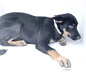 Shepweiller Dogs for adoption in Houston, TX, USA
