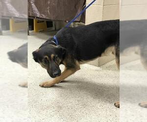 German Shepherd Dog-Unknown Mix Dogs for adoption in Conroe, TX, USA