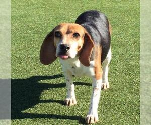 Beagle Dogs for adoption in Alton, IL, USA