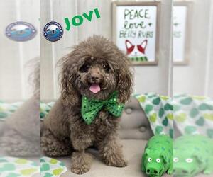 Poodle (Miniature) Dogs for adoption in Arcadia, FL, USA