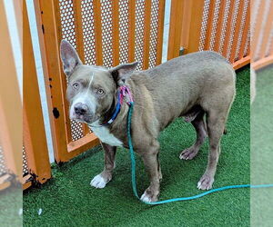 Mutt Dogs for adoption in Las Vegas, NV, USA