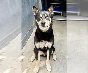 Gerberian Shepsky Dogs for adoption in Camarillo, CA, USA