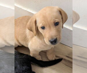 Golden Retriever-Unknown Mix Dogs for adoption in Corona, CA, USA