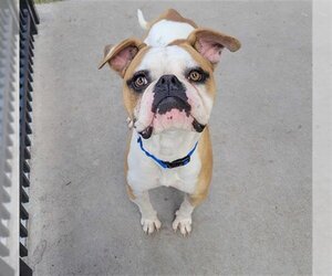Bull-Boxer Dogs for adoption in Waco, TX, USA