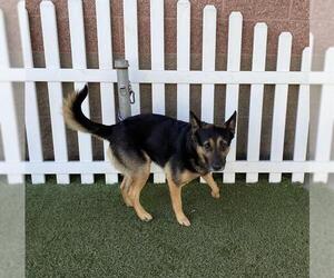 Shollie Dogs for adoption in Modesto, CA, USA