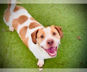 Basset Hound Dogs for adoption in Orlando, FL, USA