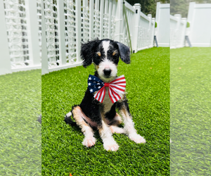 Bernese Mountain Dog-Poodle (Miniature) Mix Dogs for adoption in Valrico, FL, USA