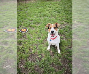 English Foxhound-Unknown Mix Dogs for adoption in Plano, TX, USA