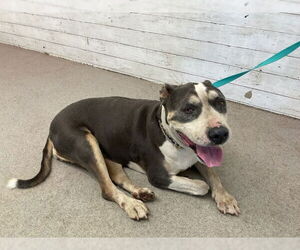 American Pit Bull Terrier Dogs for adoption in San Bernardino, CA, USA