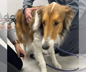 Collie Dogs for adoption in Dublin, OH, USA
