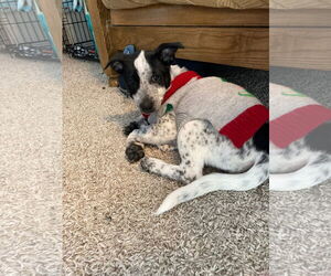 Mutt Dogs for adoption in New London, WI, USA