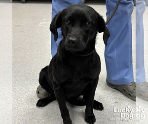 Labrador Retriever-Unknown Mix Dogs for adoption in Washington, DC, USA
