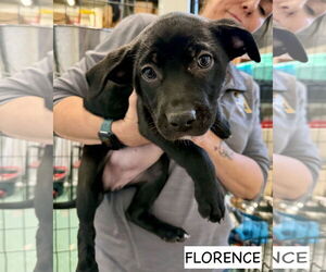 Labrador Retriever-Unknown Mix Dogs for adoption in GILBERTS, IL, USA