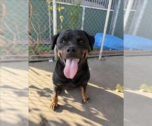 Rottweiler Dogs for adoption in Chula Vista, CA, USA