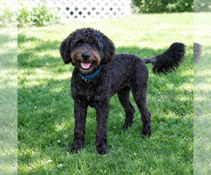 Poodle (Miniature)-Wheaten Terrier Mix Dogs for adoption in Grovertown, IN, USA