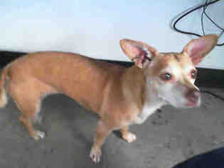Medium Photo #1 Chihuahua Puppy For Sale in San Martin, CA, USA